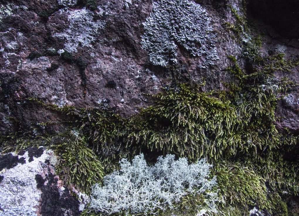 Mossor och lavar trivs på Slåttdalsskrevans stenväggar.